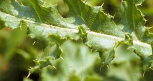Leaf