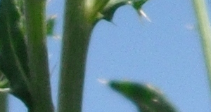 Stem