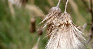 Dormant