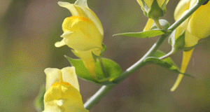 Dalmation Toadflax