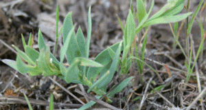 Dalmation Toadflax