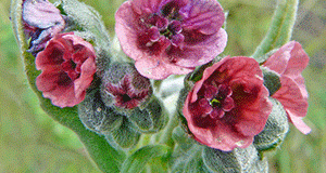 Houndstongue-bloom-300