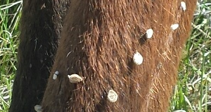 seeds-on-horse