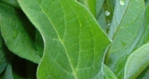 weed-033