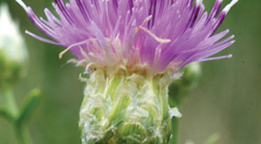 Russian-Knapweed-Flower-Close-JK-WEB-1