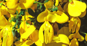 Scotch Broom