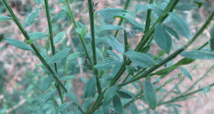 Scotch Broom