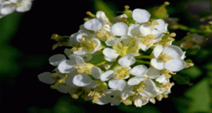 Whitetop