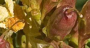 3010281919_f96f2eceab_b