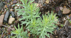 Yellow Toadflax